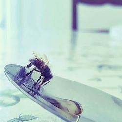 Close-up of insect on water