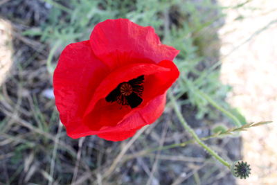 Close-up of bee on red poppy blooming outdoors