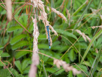 Close-up of insect on plant
