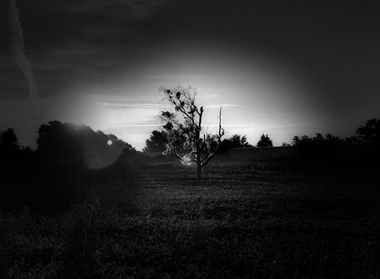 tranquil scene, landscape, tranquility, sky, tree, scenics, beauty in nature, nature, field, silhouette, non-urban scene, bare tree, remote, cloud - sky, mountain, grass, sunset, idyllic, solitude, non urban scene