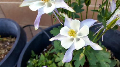 Close-up of white flowers blooming outdoors