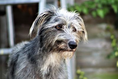 Close-up of dog looking away