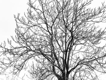 Low angle view of tree against clear sky