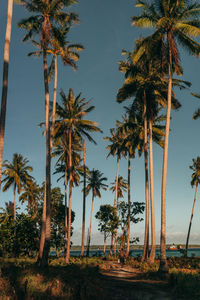 Aligned palm tree