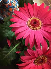 Close-up of pink flower