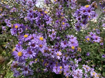 Close-up of purple flowering plants on field