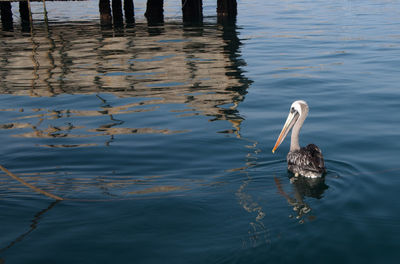 Pelican swimming in lake