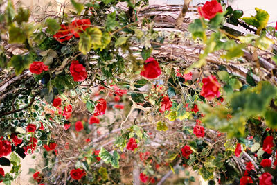 Close-up of red flowers growing on tree