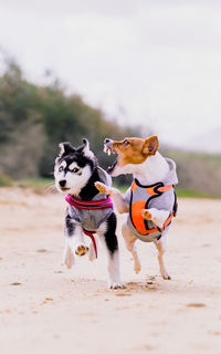 Tsunami the jack russell terrier growls at kuma the siberian husky mix puppy while running on beach