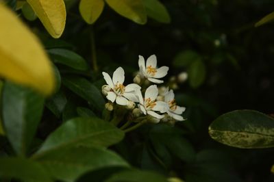 Close-up of white flowers blooming outdoors