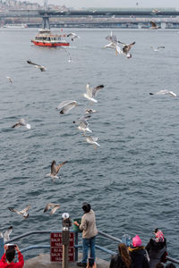 Seagulls flying over sea