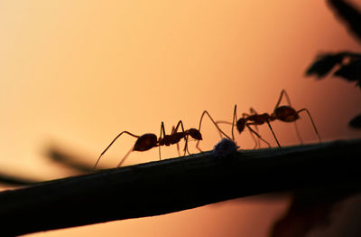 Close-up of ant on leaf against sky