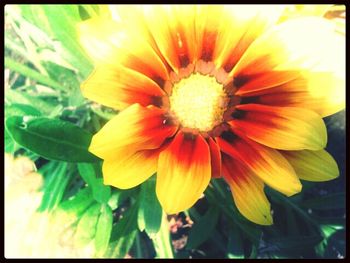 Close-up of yellow flower