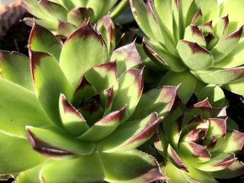 Full frame shot of succulent plant