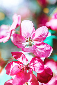 Close-up of pink cherry blossoms