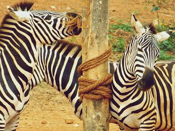 Close-up of zebra standing outdoors