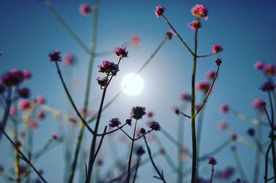 Low angle view of pink flowers against sky