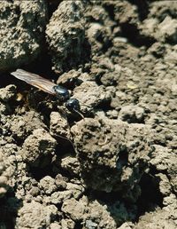 Close-up of insect on rock