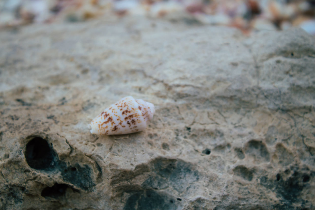 CLOSE-UP OF SEASHELLS ON ROCK