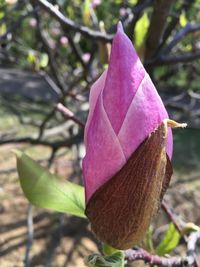 Close-up of pink flowers