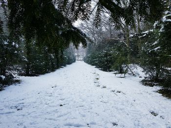 Snow covered trees against sky