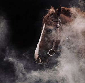 Horse during foggy weather