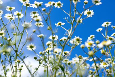 Flowers in blue sky 