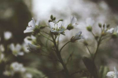 Close-up of white flowering plant