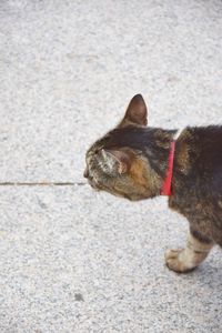 High angle view of dog on street