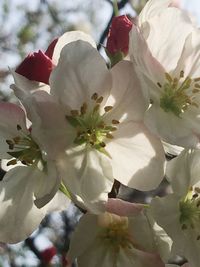 Close-up of white flowers blooming on tree