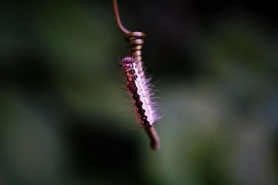 Close-up of tussock moth caterpillar  on plant