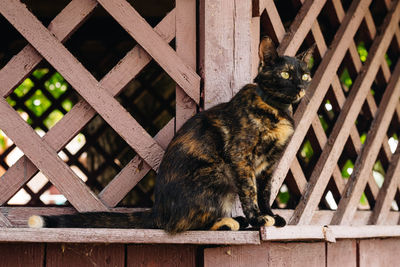 Cat sitting on wooden railing