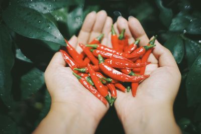 Close-up of hand holding red chili