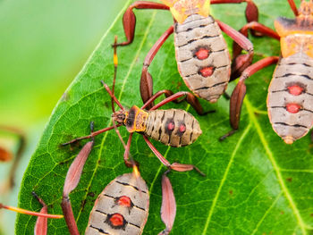 Close-up of insect on leaf