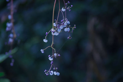 Close-up of purple flower hanging on plant