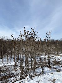 Plants on snow covered field against sky