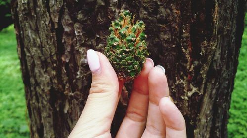 Cropped hand holing pine cone