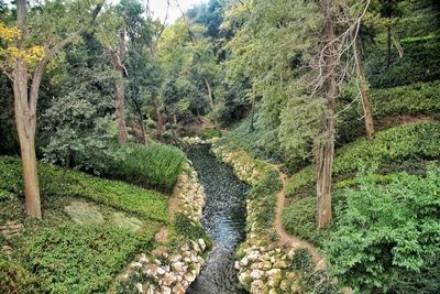 Scenic view of stream flowing in forest