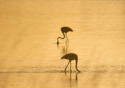 Silhouette bird on a lake