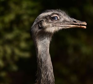 Close-up of a bird looking away