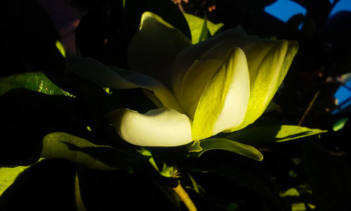 Close-up of yellow flowers blooming against black background