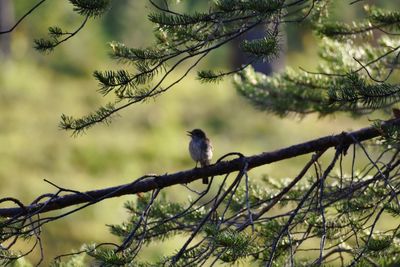 Low angle view of bird perching on tree