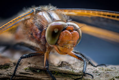 Close-up of insect