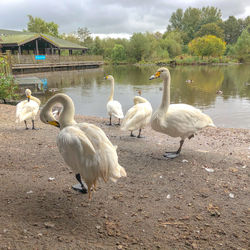 Swans at lakeshore