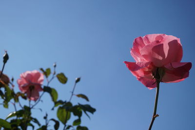 Close-up of red hibiscus blooming against clear sky