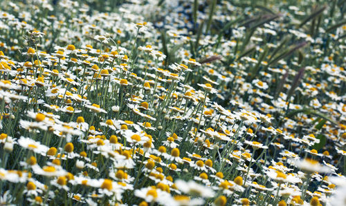 Large field with white blooming daisies on a spring day, selective focus