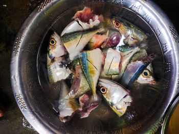 High angle view of fish in container