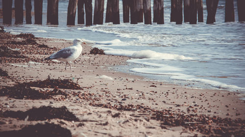 Seagull perching on shore