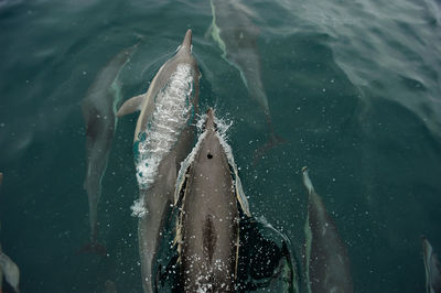 Close-up of dolphins swimming in ocean