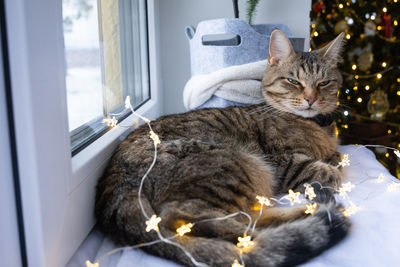 Close-up of cat looking away